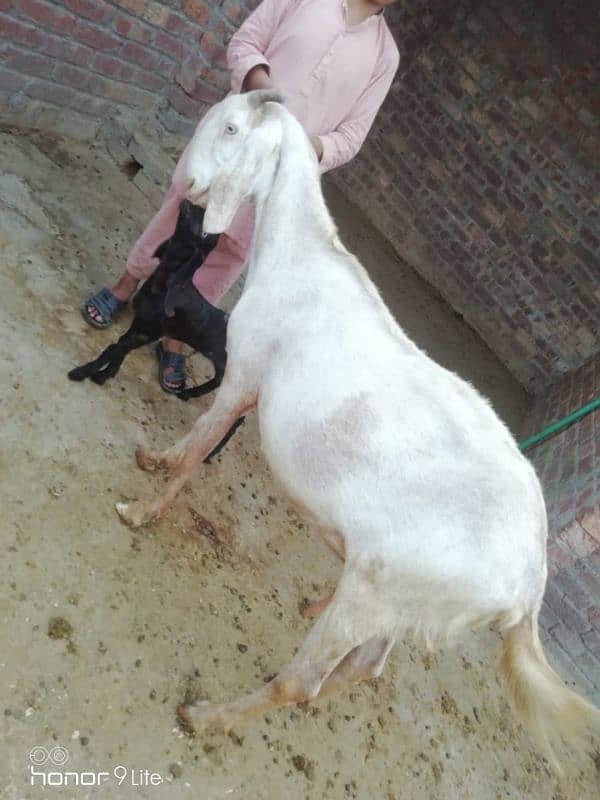 family of 11 bakra bakri 12