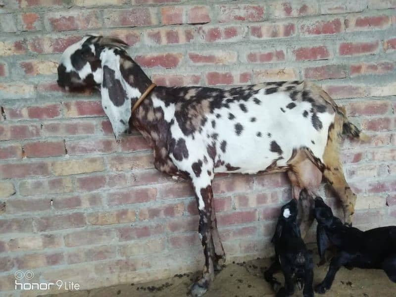 family of 11 bakra bakri 13