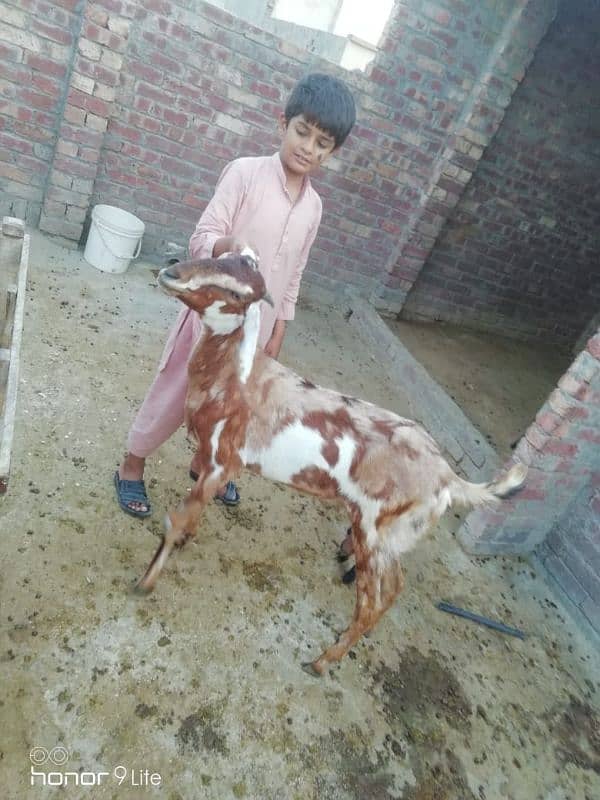 family of 11 bakra bakri 15