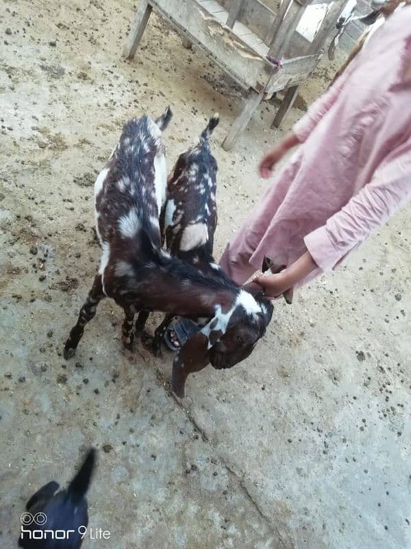 family of 11 bakra bakri 16