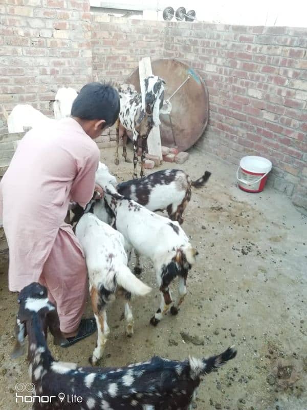 family of 11 bakra bakri 18