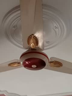 Royal Fan for Sale