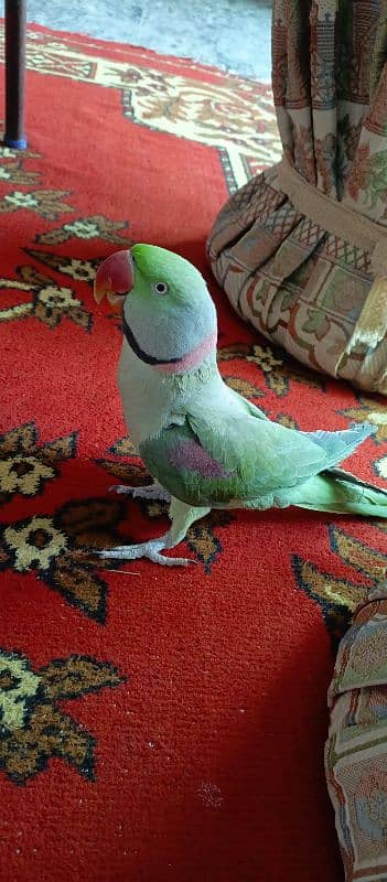 Raw Parrot urgen sale 0