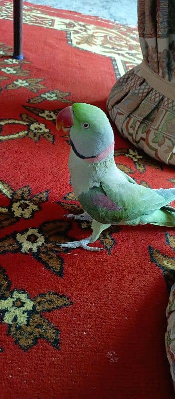 Raw Parrot urgen sale 1