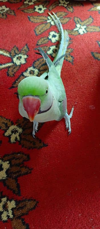 Raw Parrot urgen sale 2