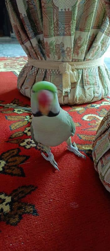 Raw Parrot urgen sale 3