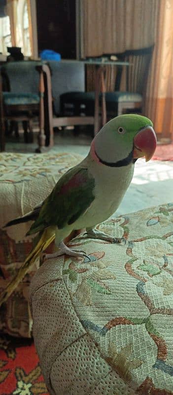 Raw Parrot urgen sale 4