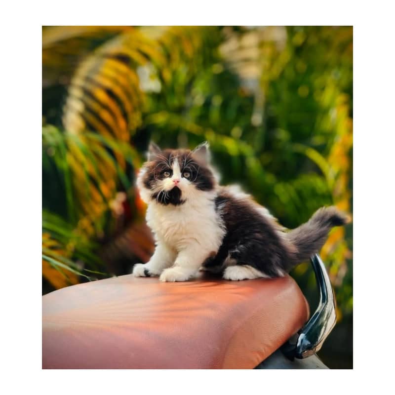 Persian kitten cats 0
