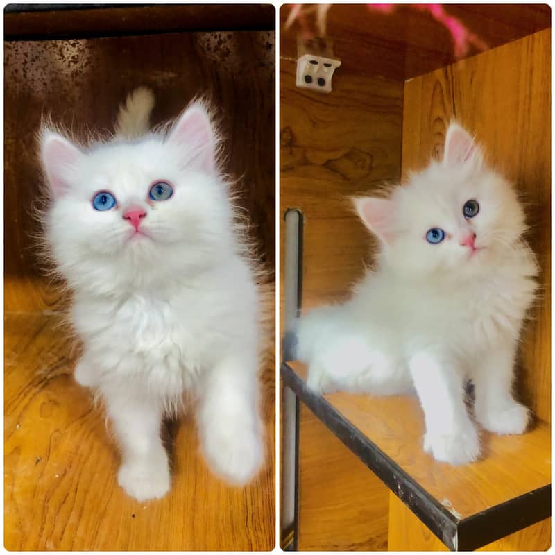 Persian kitten cats 1