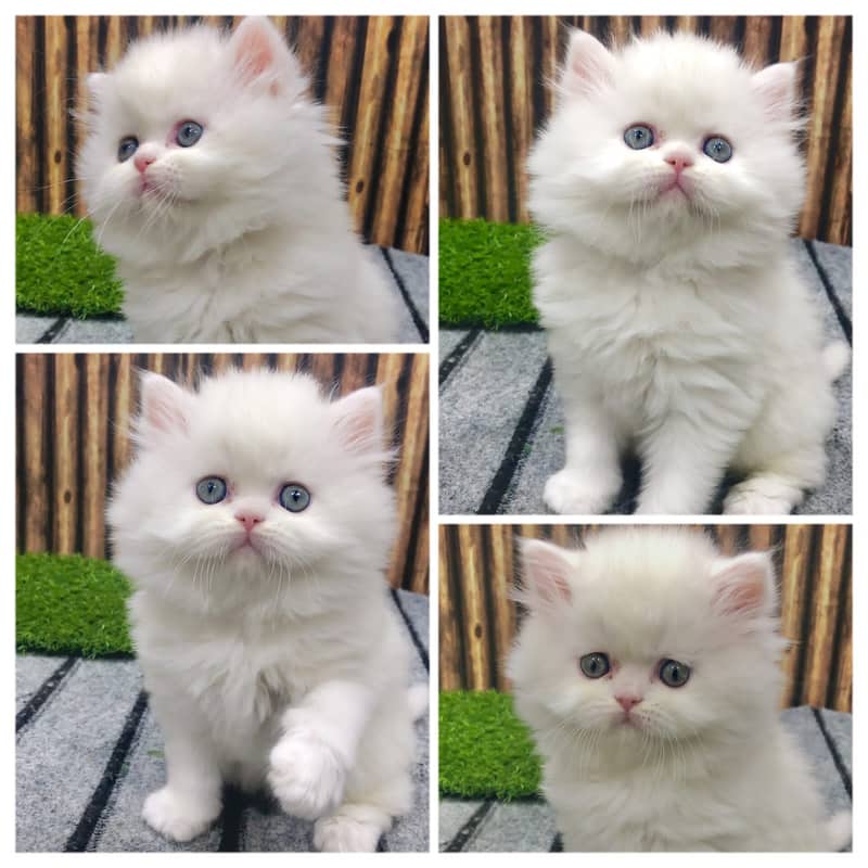 Persian kitten cats 3