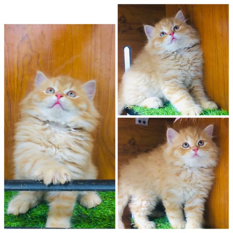 Persian kitten cats 4