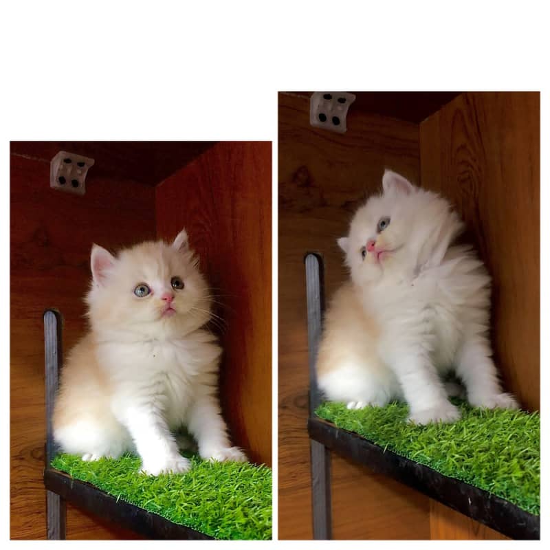 Persian kitten cats 10