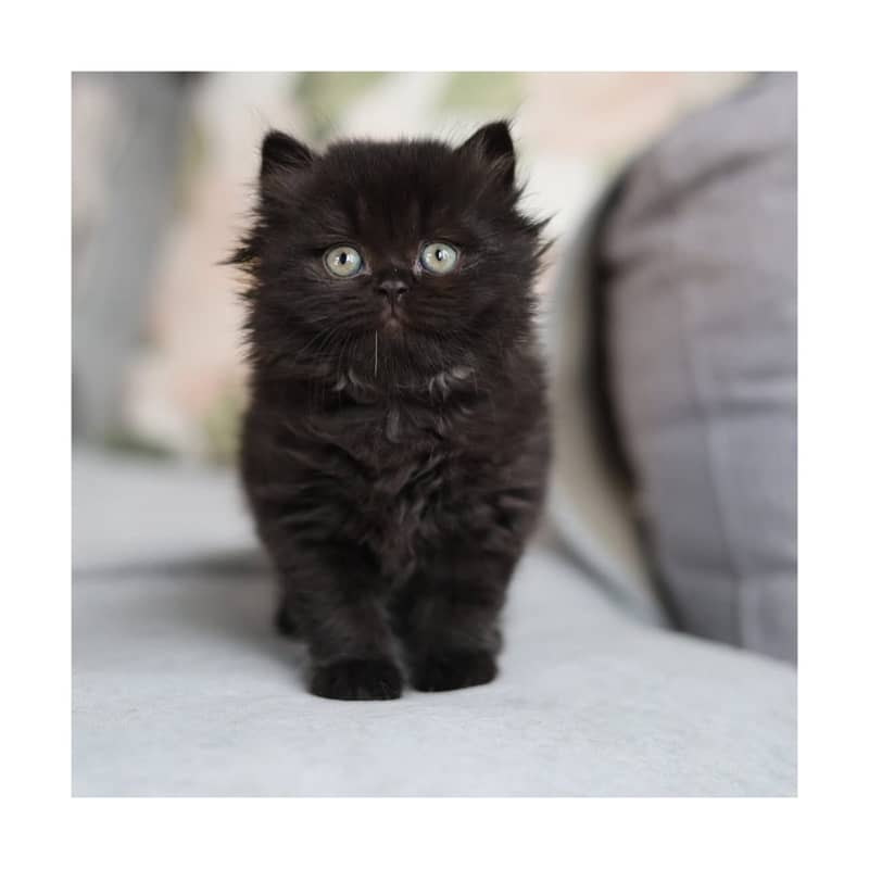 Persian kitten cats 11