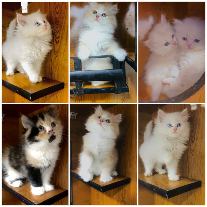 Persian kitten cats 18