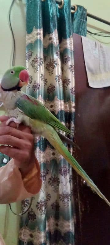 Raw parrot 1