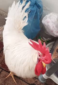 HEN-MALE