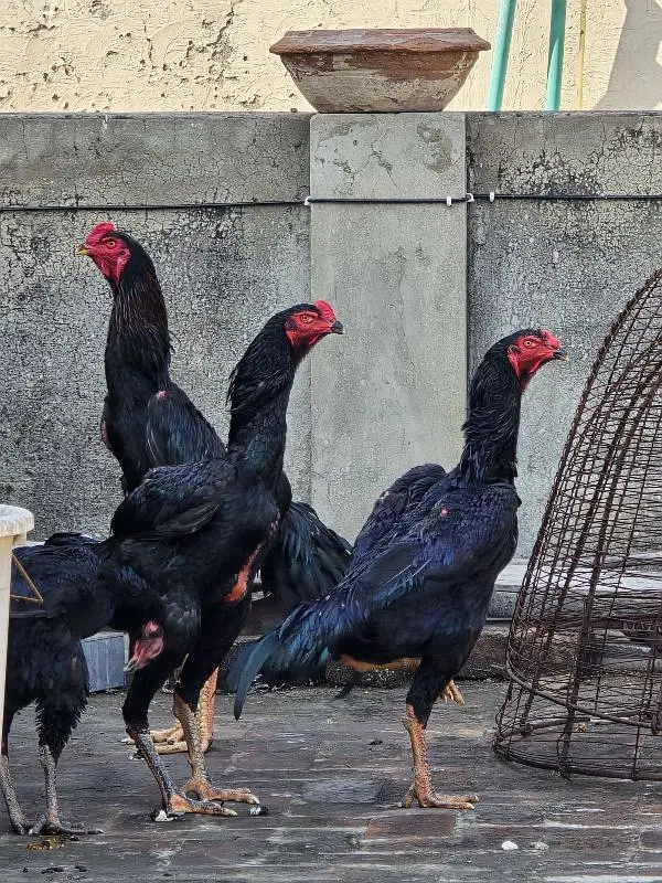 King size o shamo/high quality/white shamo chicks/aseel shamo chick