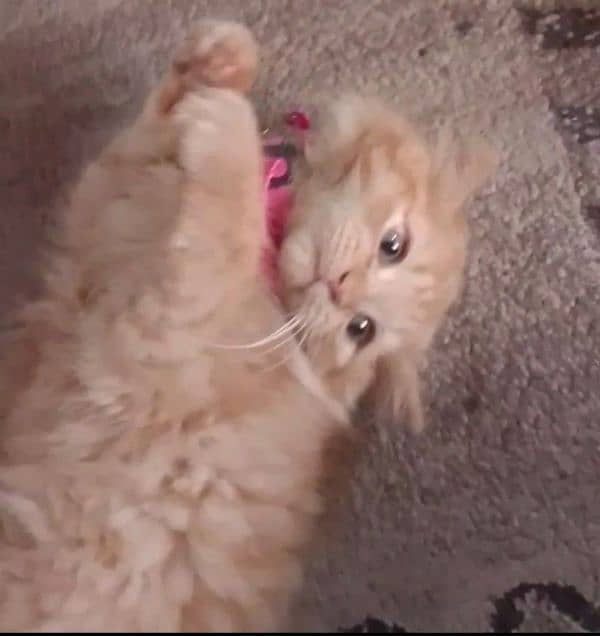kitten 0