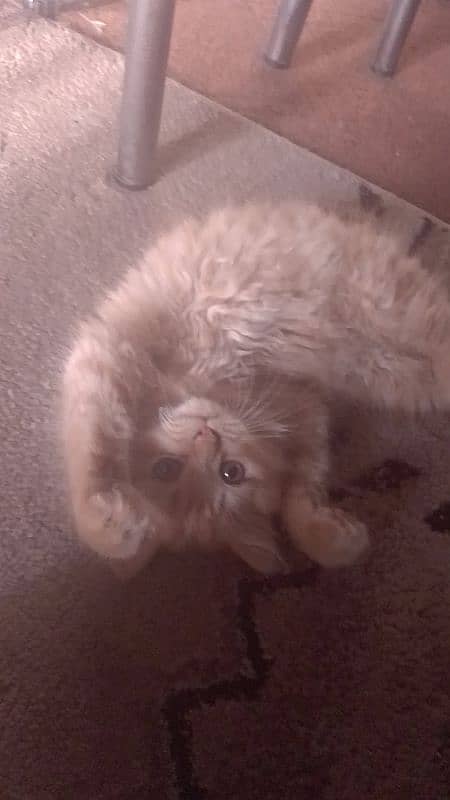 kitten 1