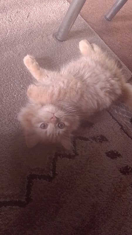 kitten 2