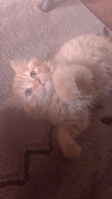 kitten 3