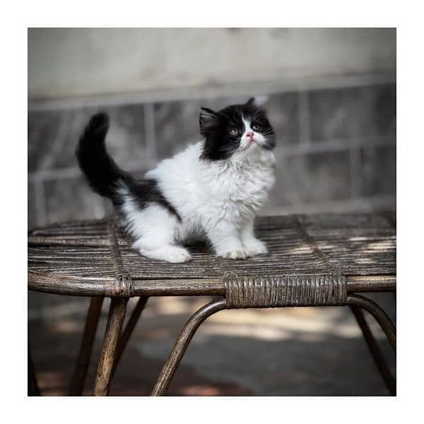 Persian kitten cats 4