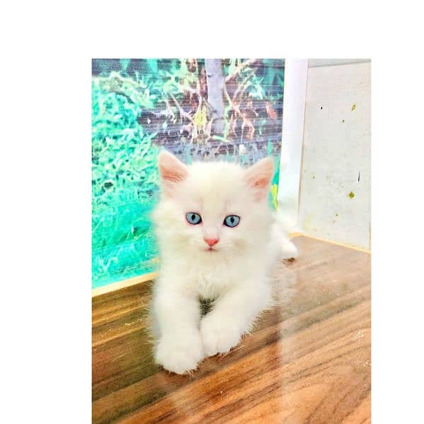 Persian kitten cats 10