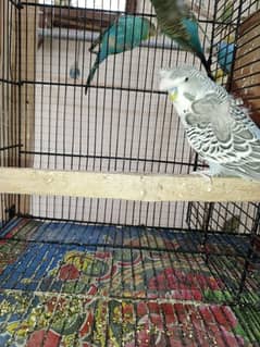 ENGLISH HOGOROMO BUDGIES