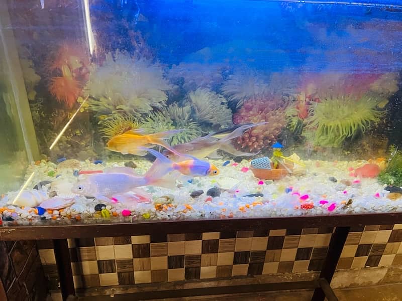 Full Aquarium with stand and fishes for sale 3