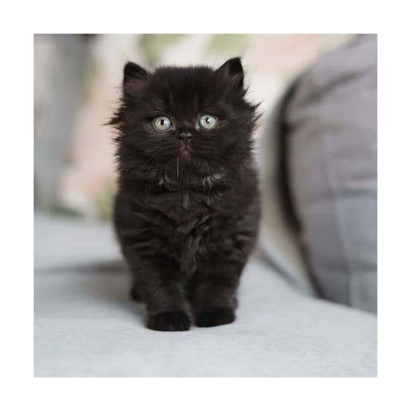 Persian kitten cats 1