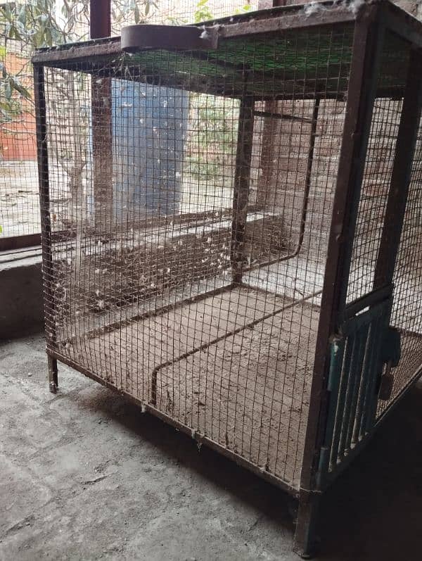 Cremino Ringnack looking for a new home 4