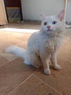 kitten
