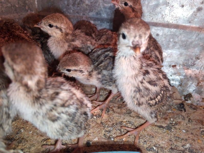 Irrani Chakoors Chicks 10 Days Avilble 1