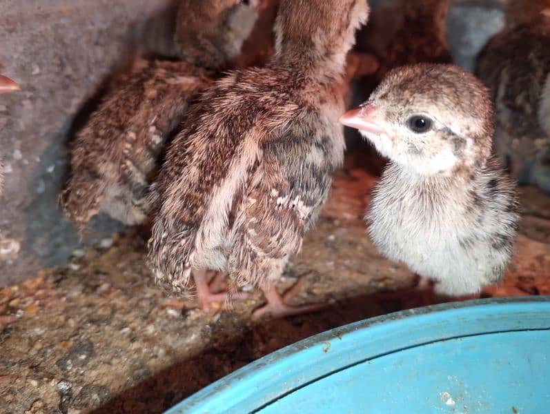 Irrani Chakoors Chicks 10 Days Avilble 2