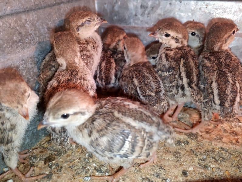 Irrani Chakoors Chicks 10 Days Avilble 3