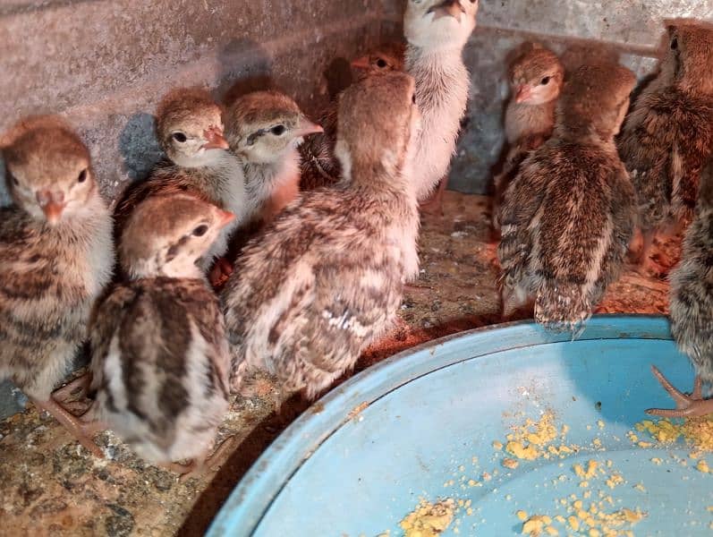 Irrani Chakoors Chicks 10 Days Avilble 4