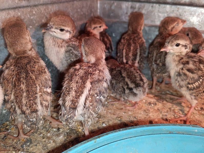 Irrani Chakoors Chicks 10 Days Avilble 5