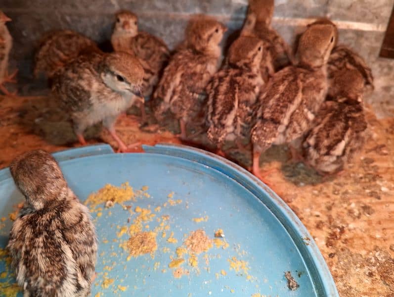 Irrani Chakoors Chicks 10 Days Avilble 6