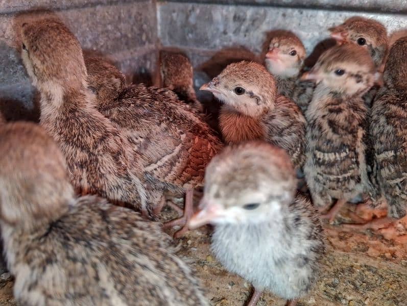 Irrani Chakoors Chicks 10 Days Avilble 7