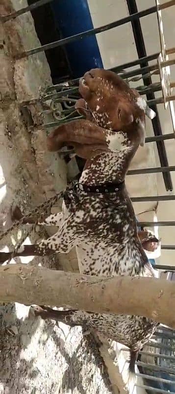 macachini bakri 0
