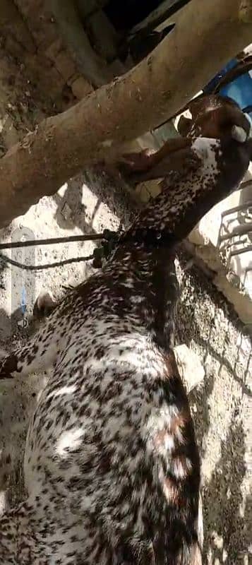macachini bakri 2