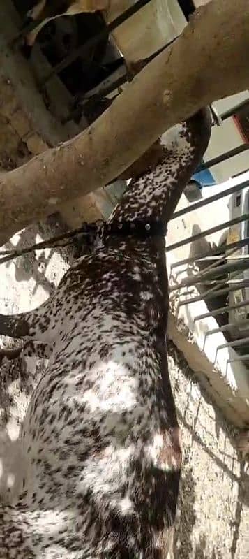 macachini bakri 3