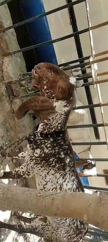 macachini bakri 4