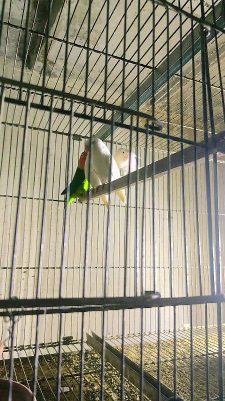 albino split pair for sale Hain and fisher split red eyes 0