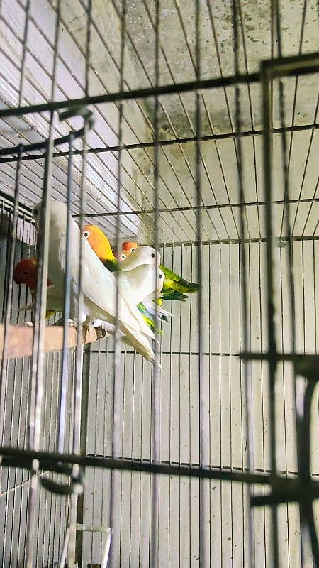 albino split pair for sale Hain and fisher split red eyes 1