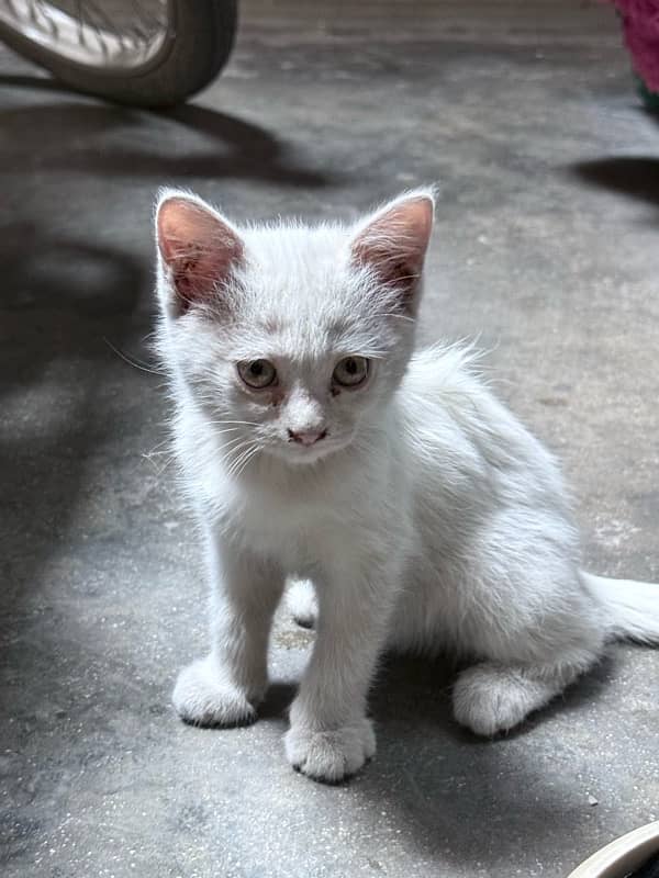 White Persian Male Kitten 0