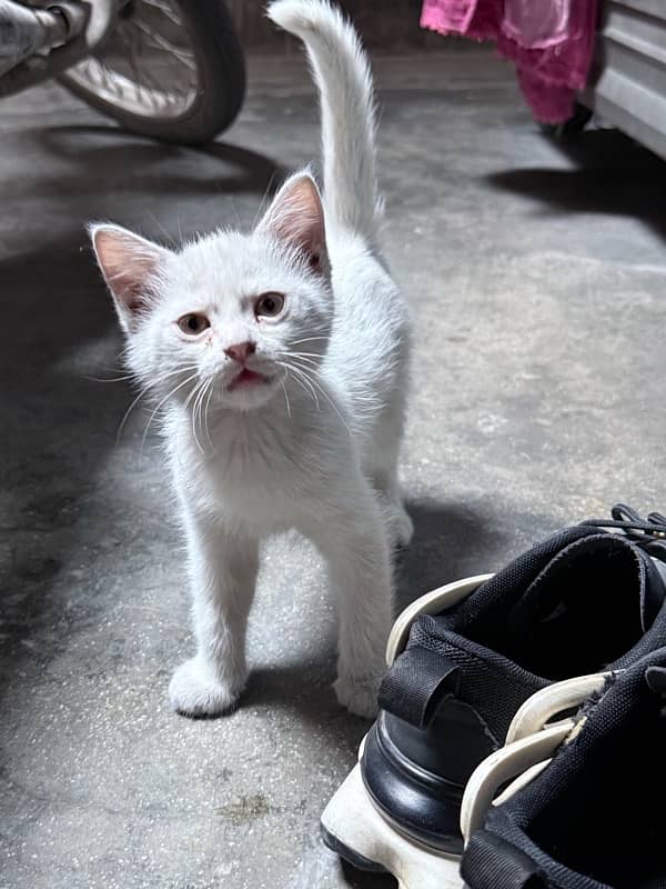 White Persian Male Kitten 2