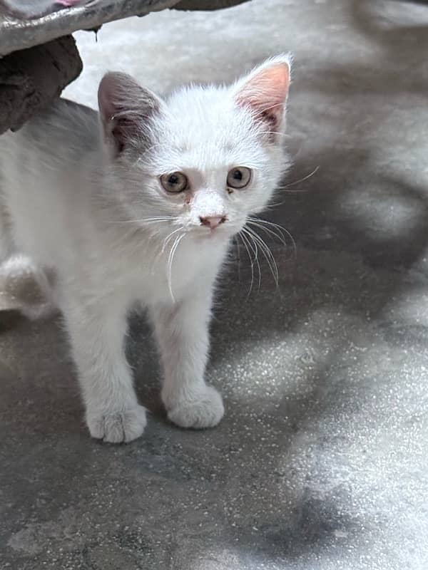 White Persian Male Kitten 3