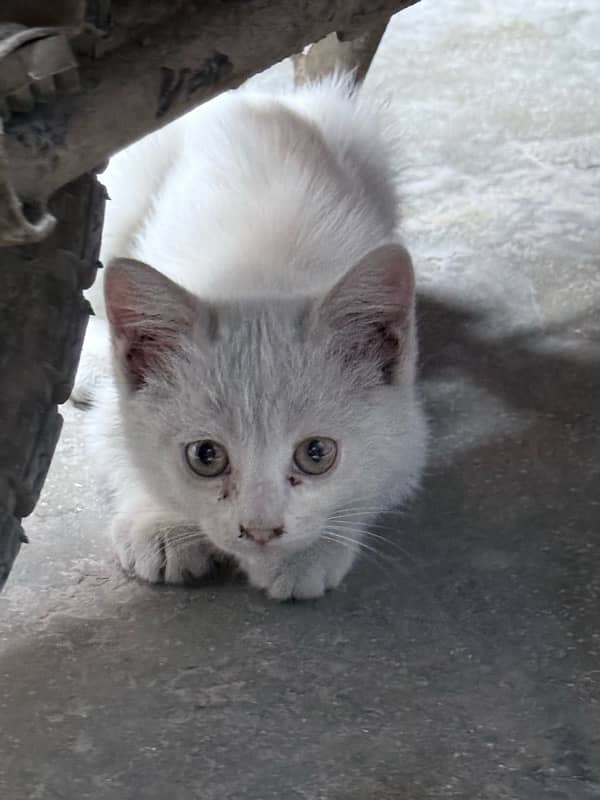 White Persian Male Kitten 4