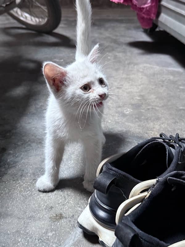 White Persian Male Kitten 5